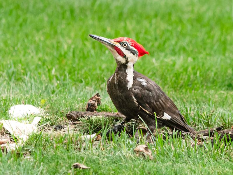 Woodpecker, Readington Township, New Jersey